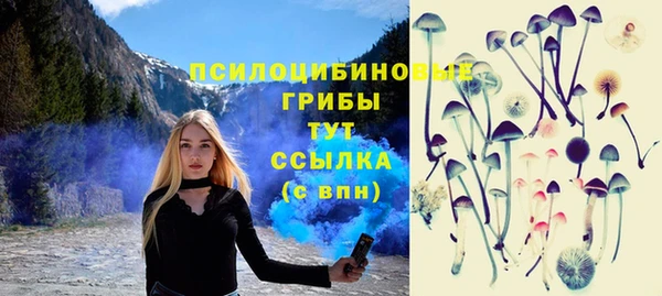 сатива Новозыбков