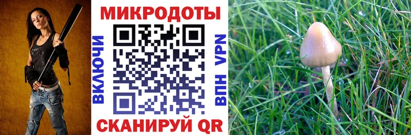 где купить наркотик МЕГА онион Псилоцибиновые грибы Cubensis Приморско-Ахтарск